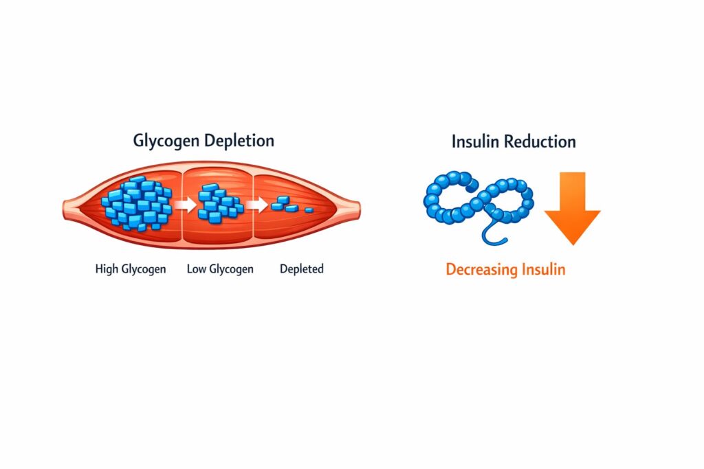 Simple diagram showing glycogen depletion and insulin reduction